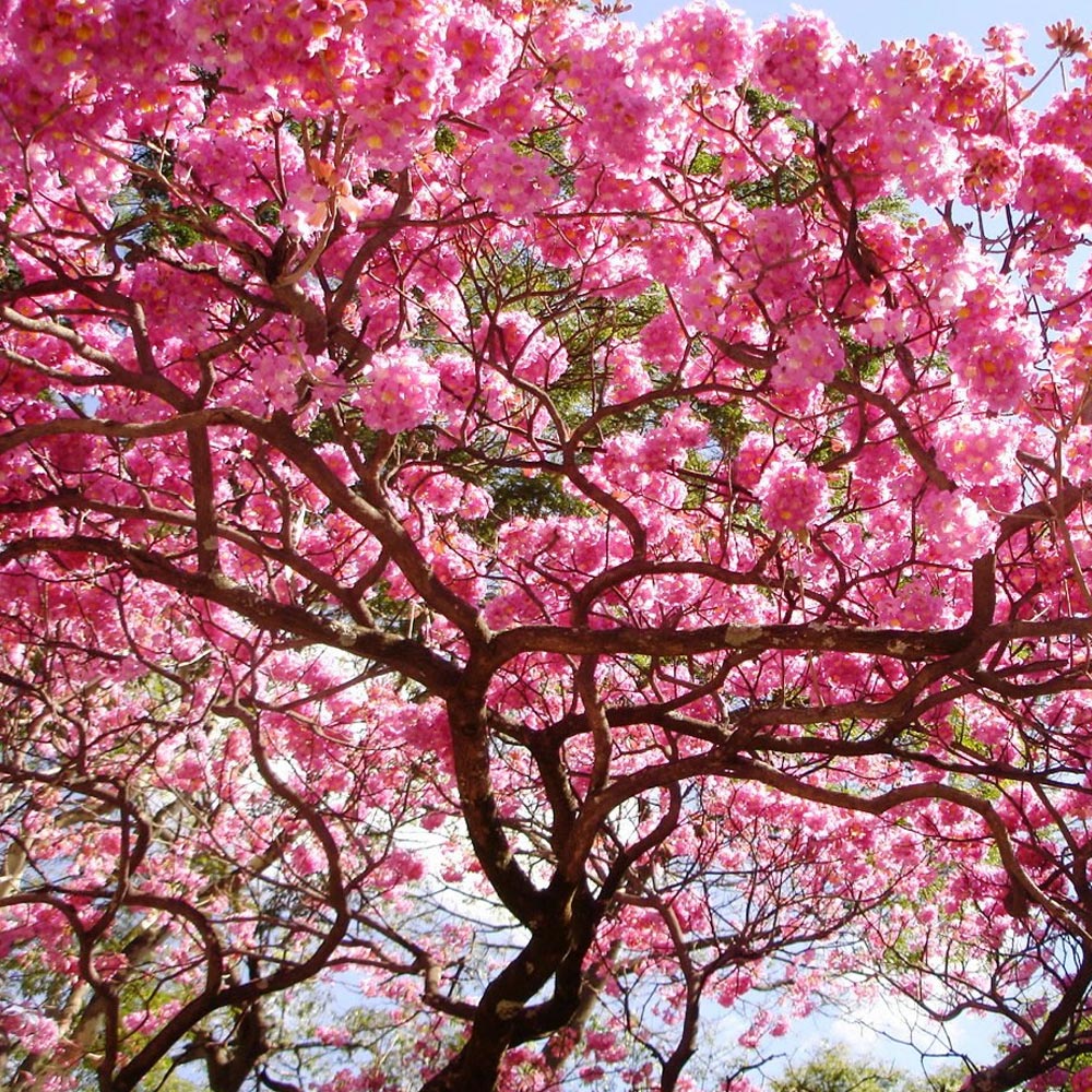 Com o verde, tudo fica mais bonito!
