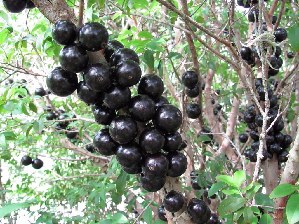 Árvores frutíferas. Aqui no Paraíso das Árvores você tem a garantia de que seu investimento dê bons frutos.