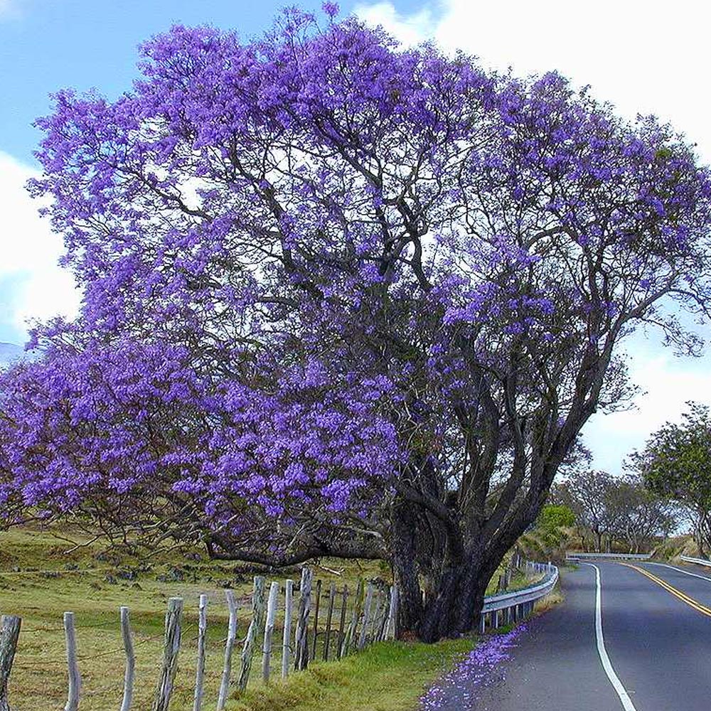 Não espere crescer. Nós fazemos o jardim dos seus sonhos acontecer.
