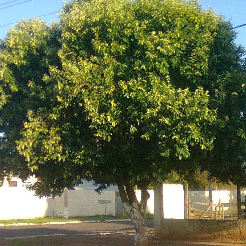 Árvores adultas para obras de urbanização? Conte com a gente.